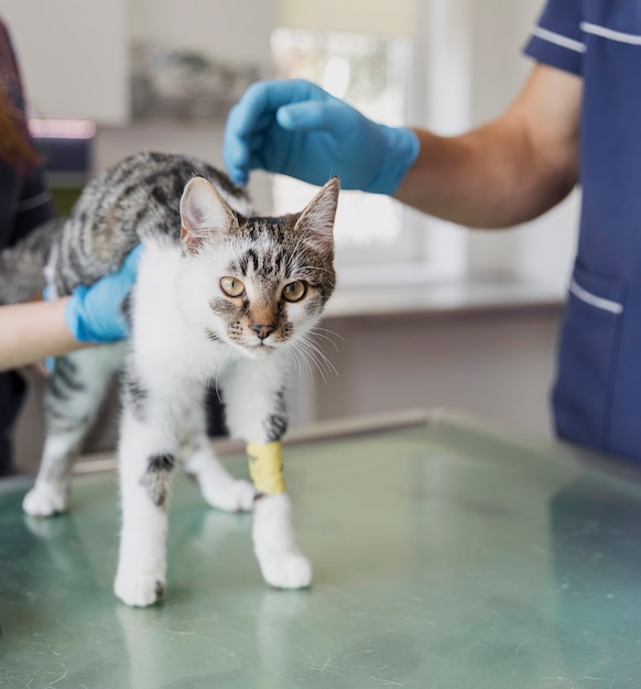 Foto primeros veterinarios cuidando al gato en la clínica