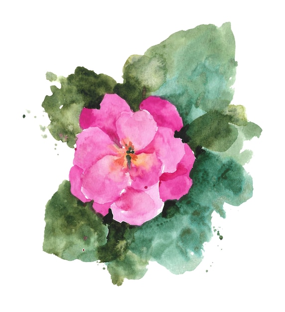 Primrose acuarela flor rosa flores silvestres prímula
