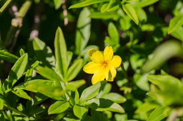 Primrose Jasmine o Jasminum mesnyi flores amarillas brillantes de cerca