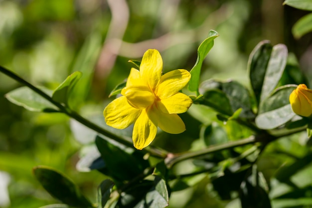 Primrose Jasmine oder Jasminum mesnyi leuchtend gelbe Blüten aus nächster Nähe