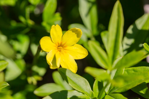 Primrose Jasmine ou Jasminum mesnyi flores amarelas brilhantes fecham