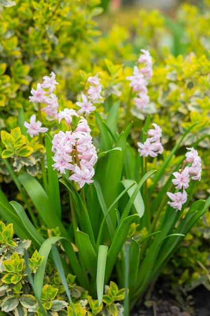 Foto primrose primula linda flor fresca com cinco pétalas rosa púrpura branca cresce no jardim do jardim