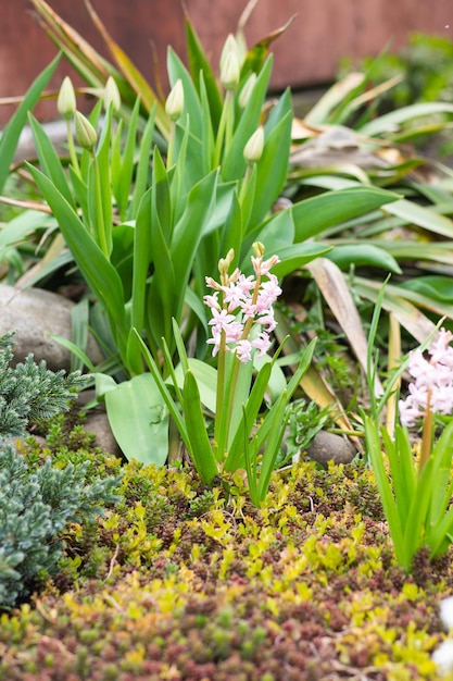 Primrose Primula Schöne frische Blume mit fünf Blütenblättern rosa lila weiß wächst im Gartengarten