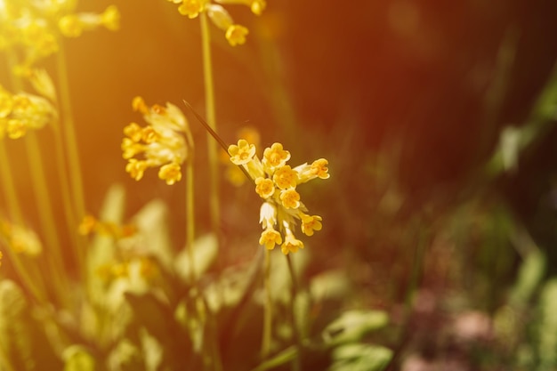 Primrose primula veris flores de prímula común primera primavera flores silvestres florecientes de color amarillo brillante en plena floración en el jardín o campo horticultura salvaje ocupación oscura autenticidad paisaje llamarada