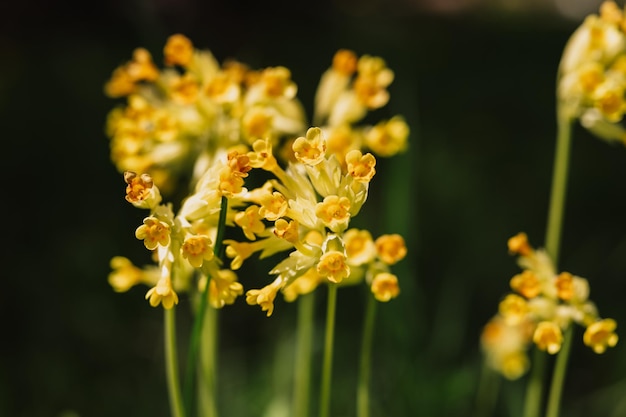 Primrose primula veris gemeine Schlüsselblume blüht im ersten Frühling leuchtend gelb blühende Wildblumen in voller Blüte im Garten oder Feld wilder Gartenbau beheimatet dunkle Frühlingsauthentizitätslandschaft