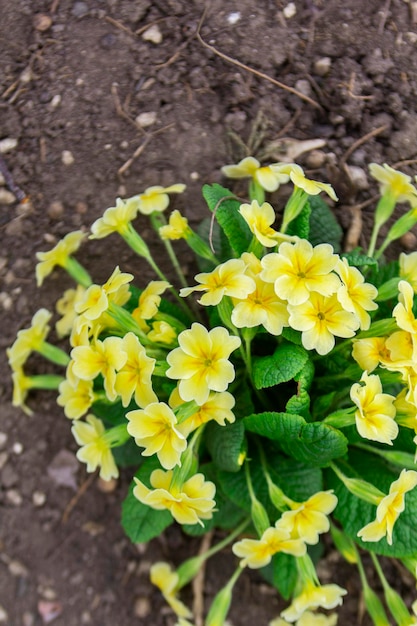 Prímula de flores de primavera florescendo em um canteiro de flores no jardim