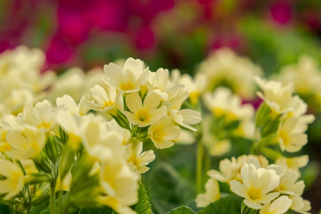 Primula de prímula de conceito de páscoa com flores amarelas em canteiro de flores na primavera inspiradora natura