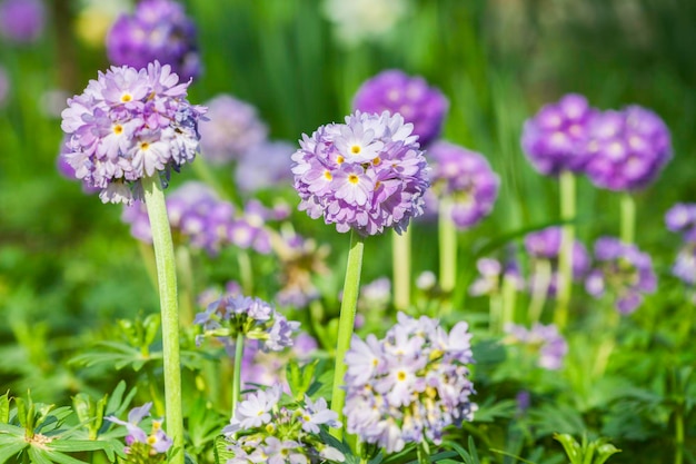 Primula denticulata die Drumstick Primula Lila Vorfrühlingsblumen Kopieren Sie den Raumhintergrund