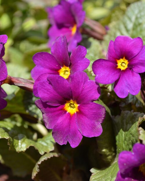 Primula flor roxa perene