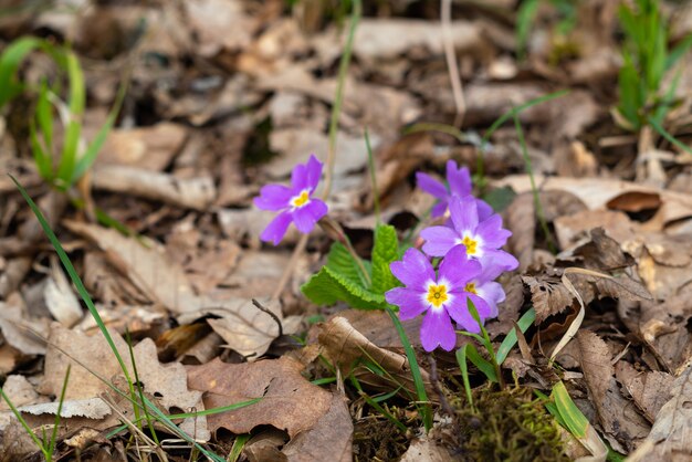 Prímula floreciente en el bosque