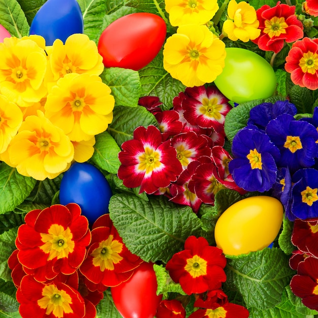 Primula flores com decoração de ovos de Páscoa coloridos