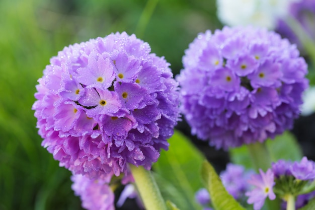 Primula lila kugelförmig (Primula denticulata)