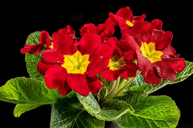 Primula Lopen flores rojas sobre un fondo negro