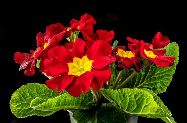 Foto primula lopen rote blüten auf schwarzem hintergrund