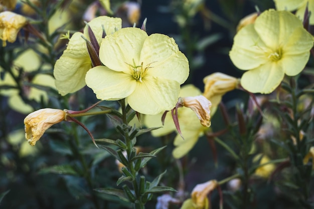 Prímula Oenothera biennis flores amarelas no jardim de ervas