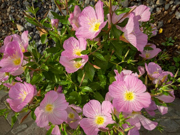 Prímula Oenothera rosea flor de jardim rosa