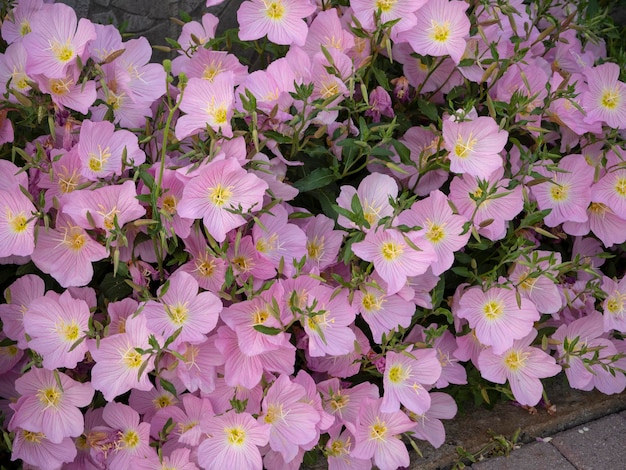 Prímula Oenothera rosea flor de jardim rosa