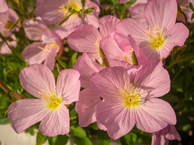 Prímula Oenothera rosea flor de jardim rosa