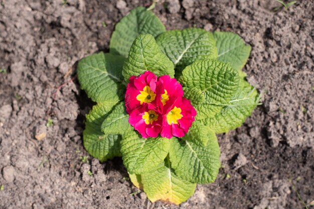 Prímula perene ou primula no jardim da primavera. Flores de prímulas da primavera. Prímulas roxas em madeiras de primavera. As belas cores do jardim de flores de prímula