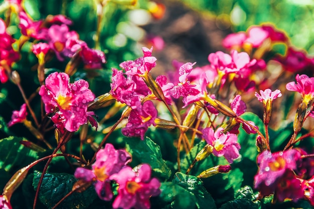 Prímula Primula com flores cor de rosa Primavera floral natural inspiradora ou jardim florescendo de verão ou parque sob luz solar suave e fundo desfocado de bokeh Paisagem de natureza colorida florescendo ecologia