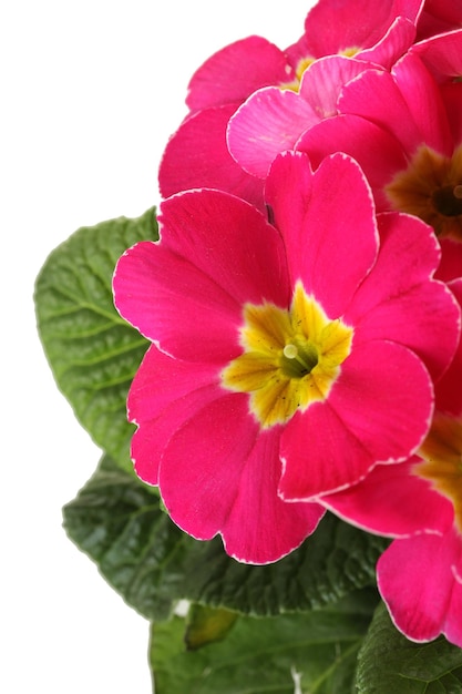 Primula rosa hermosa aislado en blanco