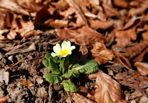 Primula vulgaris flor en la naturaleza