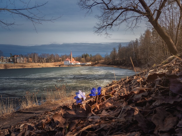 Prímulas azuis na encosta e o antigo castelo maltês. Paisagem ensolarada de primavera na antiga cidade russa de Gatchina. Rússia.