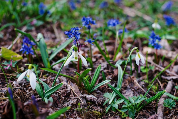 Prímulas en el bosque de primavera