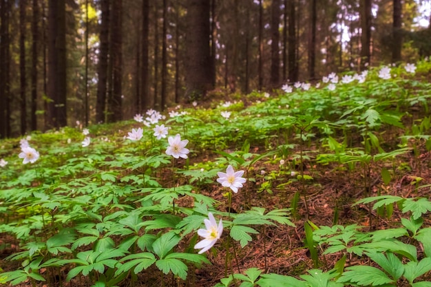 Prímulas brancas frescas primavera natureza em uma floresta ensolarada