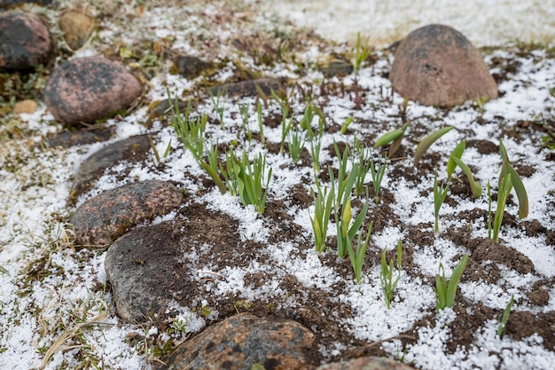 Prímulas em botões no início da primavera em um canteiro de flores de neve flor de narciso florescendo cedo polvilhada com neve clima variável Oi primavera Entre o inverno e a primavera Surpresa da natureza