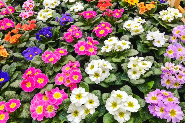 Prímulas multicoloridas florescem. Fundo de flor de prímula.