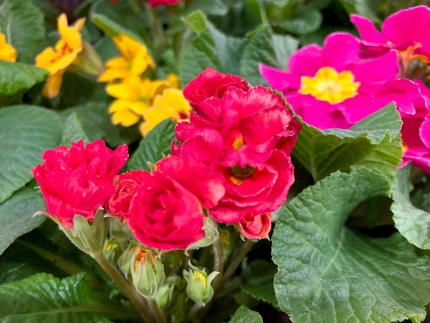 Prímulas multicoloridas primula vulgari close-up