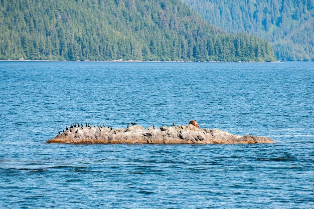 Prince william sound lobo marino de alaska