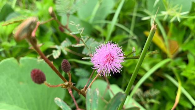 princesa tímida flor