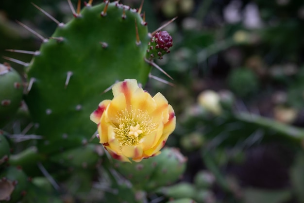 Principalmente borroso primer plano de la flor amarilla del nopal o Opuntia ficusindica Indianfig flor Fondo de hojas de cactus verde Misión cactus en flor Fondo de pantalla botánico