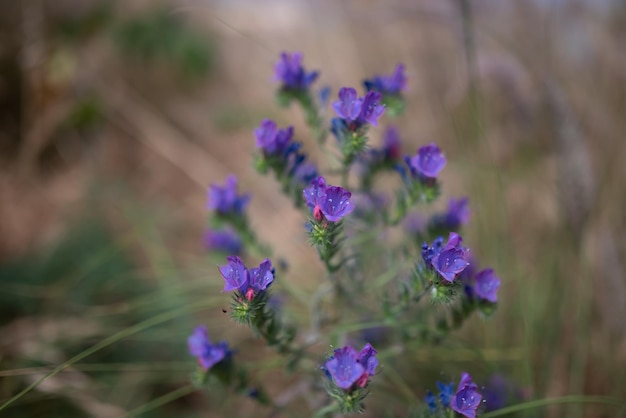 Foto principalmente borroso primer plano de flores de color púrpura sobre hierba verde y fondo de heno vipersbugloss púrpura flores silvestres de primavera de echium plantagineum echium azul o púrpura fondo de pantalla de naturaleza de verano