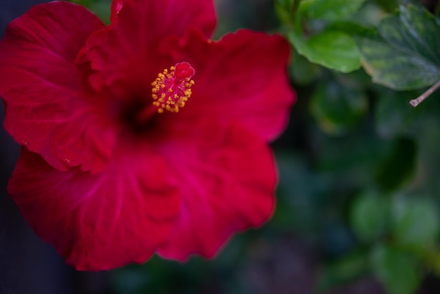 Principalmente flor roja borrosa de hibisco hawaiano sobre fondo de hojas verdes Fondo de pantalla de naturaleza de verano Un primer plano de flor roja en la fría luz de la tarde