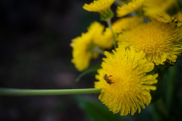 Principalmente flores amarillas borrosas primer plano sobre fondo de hojas verdes Fondo de pantalla de naturaleza de verano Flores de diente de león brillantes sobre fondo oscuro Copiar espacio para texto Una abeja recolectando néctar en cestas de polen