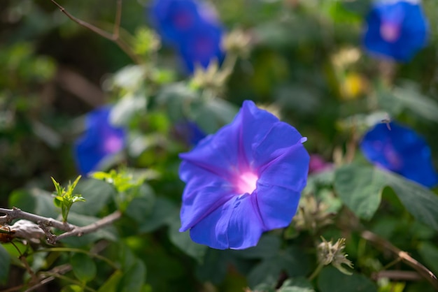 Principalmente flores azules borrosas primer plano sobre fondo de hojas verdes Fondo de pantalla de naturaleza de verano Gloria de mañana azul en un día soleado