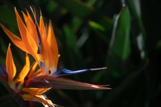 Principalmente flores de laranja borradas de Strelitzia closeup em fundo de folhas verdes Pétalas de laranja iluminadas pelo sol da planta ave do paraíso Papel de parede da natureza do verão Flor tropical exótica