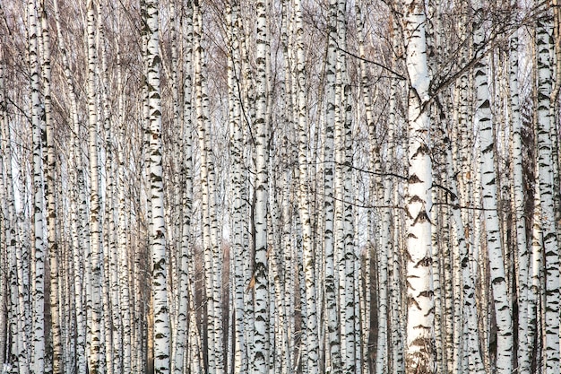 A principios de la primavera en el bosque de abedules