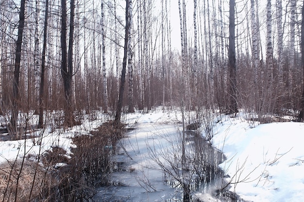 principios de la primavera en el bosque / árboles sin hojas, nieve derretida, parque forestal gris triste en primavera