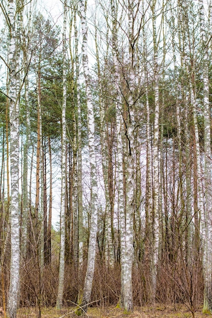 Principios de la primavera en el bosque. Bosque de primavera