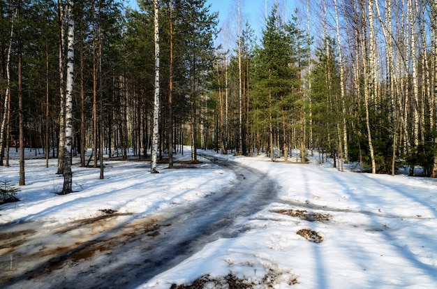 Principios de la primavera en el bosque ruso