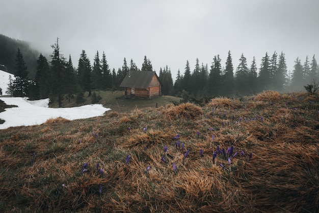 Principios de la primavera en los Cárpatos ucranianos Casa antigua en las montañas