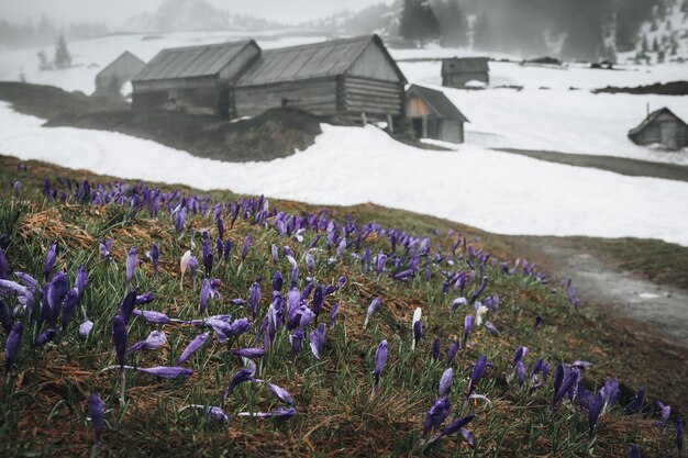 Principios de la primavera en los Cárpatos ucranianos Casa antigua en las montañas