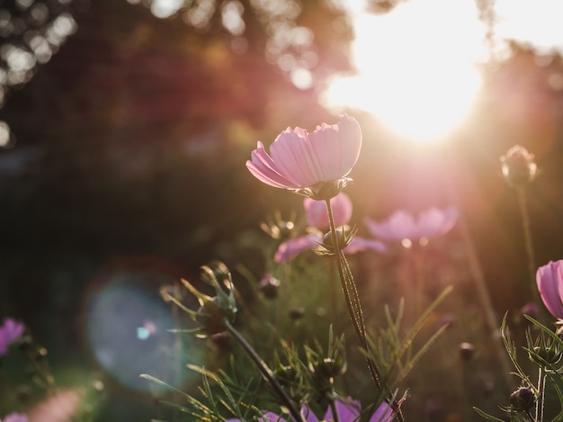 Principios de la primavera flores sobre un césped