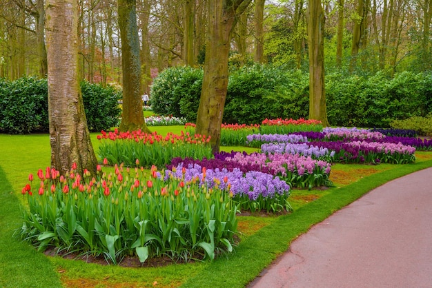 Principios de la primavera fresca rosa púrpura blanco jacinto bulbos Huerto con jacintos en el parque Keukenhof Lisse Holanda Países Bajos