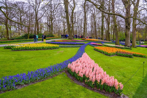Principios de la primavera fresca rosa púrpura blanco jacinto bulbos Huerto con jacintos en el parque Keukenhof Lisse Holanda Países Bajos