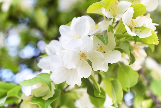 A principios de la primavera, el manzano en flor con flores blancas brillantes